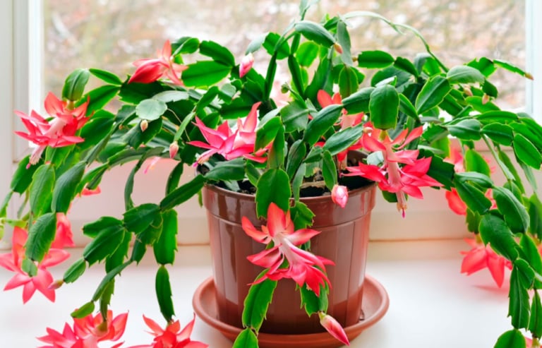 Як змусити "різдвяник" цвісти: секрети догляду за кактусом Шлюмбергера