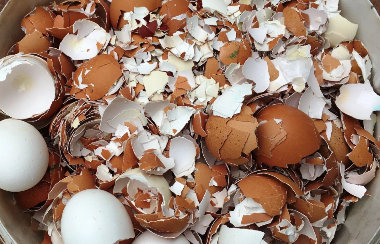 чому досвідчені дачники починають збирати яєчну шкаралупу
