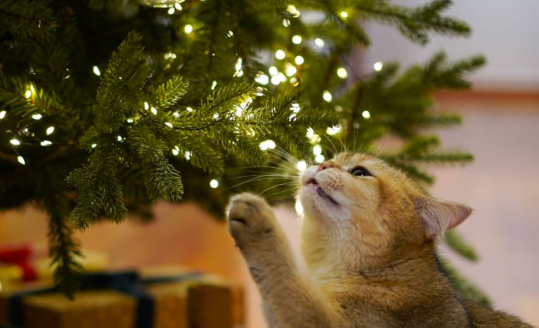 5 простих способів, щоб жива ялинка не осипалася до Стрітення