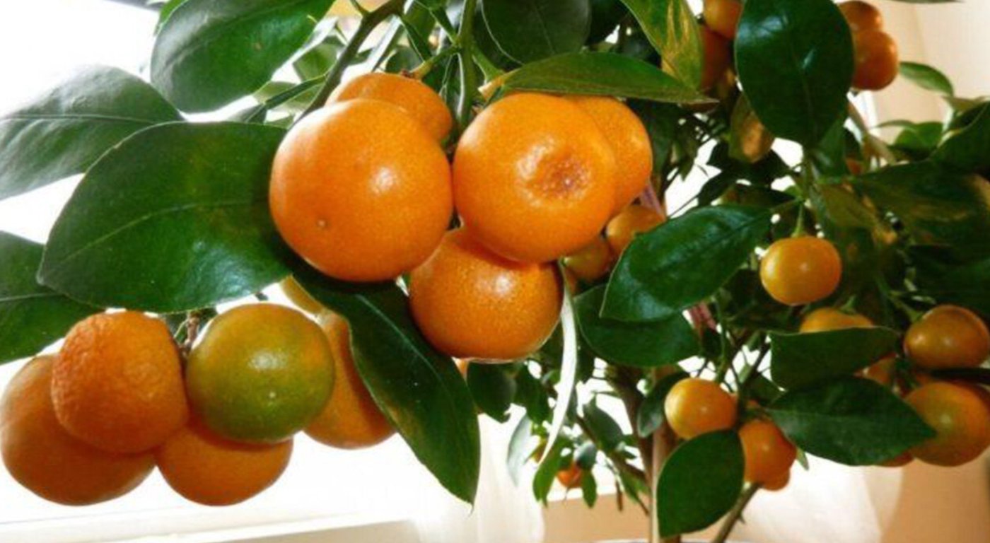 Солодкий чи кислий: як за 5 секунд визначити смачний мандарин
