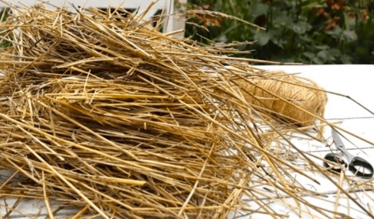 Сіно в різдвяному декорі 2025-2026: повернення до традицій і нові тренди