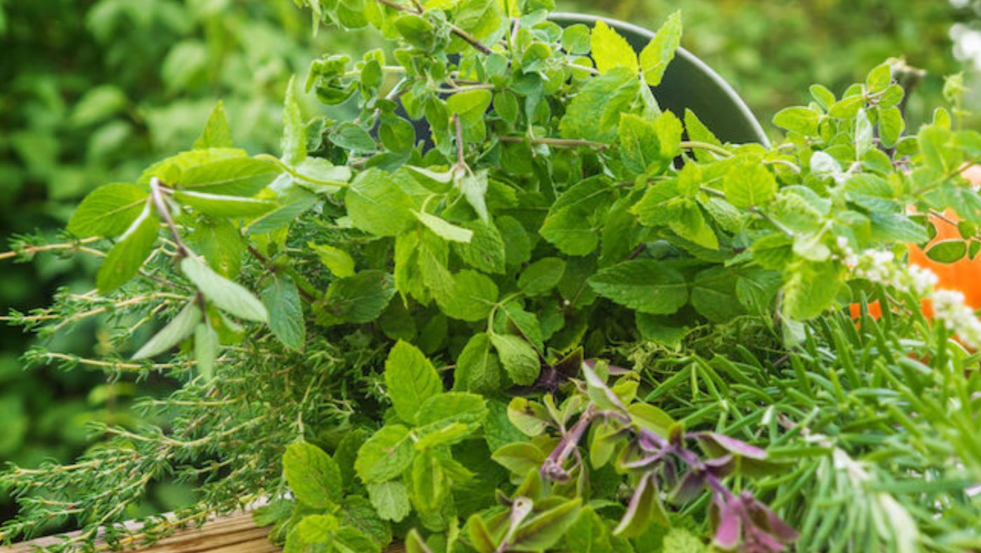 Не м'ята і не меліса, а краще: вирощуйте трави з цитрусовим ароматом