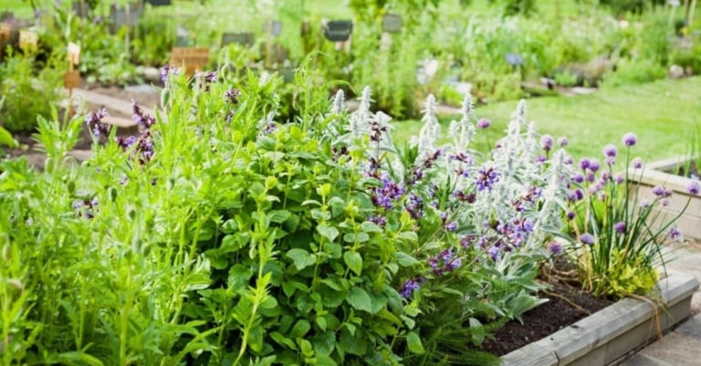 Не м'ята і не меліса, а краще: вирощуйте трави з цитрусовим ароматом