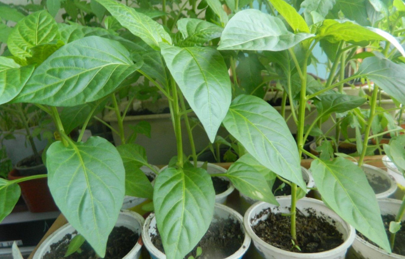 Коли садити перець на розсаду в лютому 2026 року: точні терміни за місячним календарем