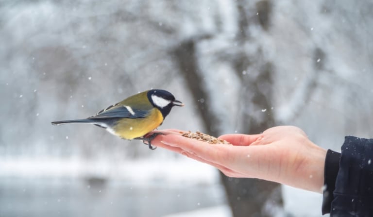 Крилаті помічники: Як правильно підгодовувати птахів взимку