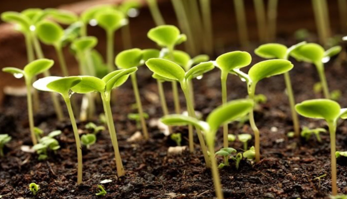 Календар городника: Лютий - місяць великого старту