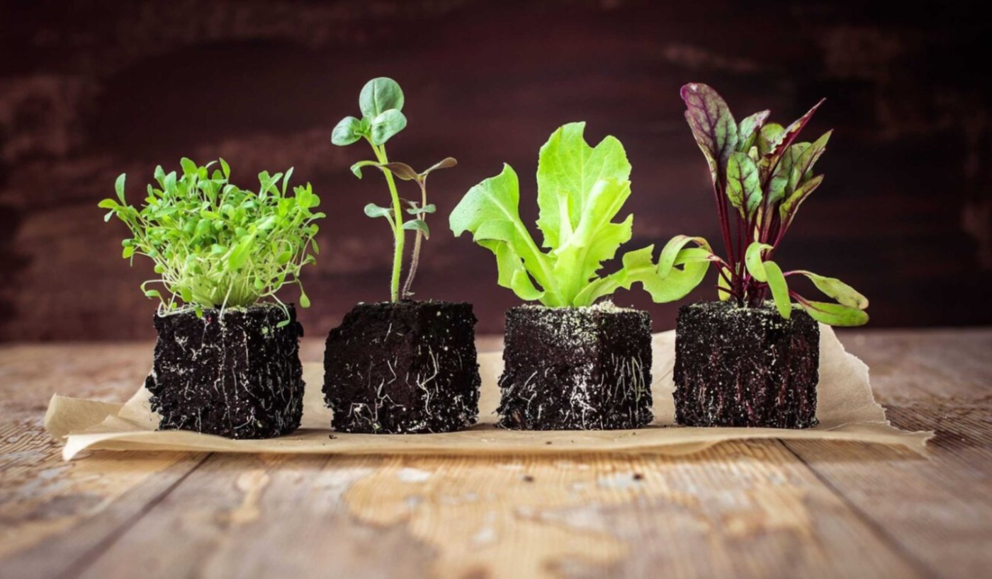 Торф’яні горщики, пластик чи саморобна тара: Обираємо ідеальну "домівку" для розсади