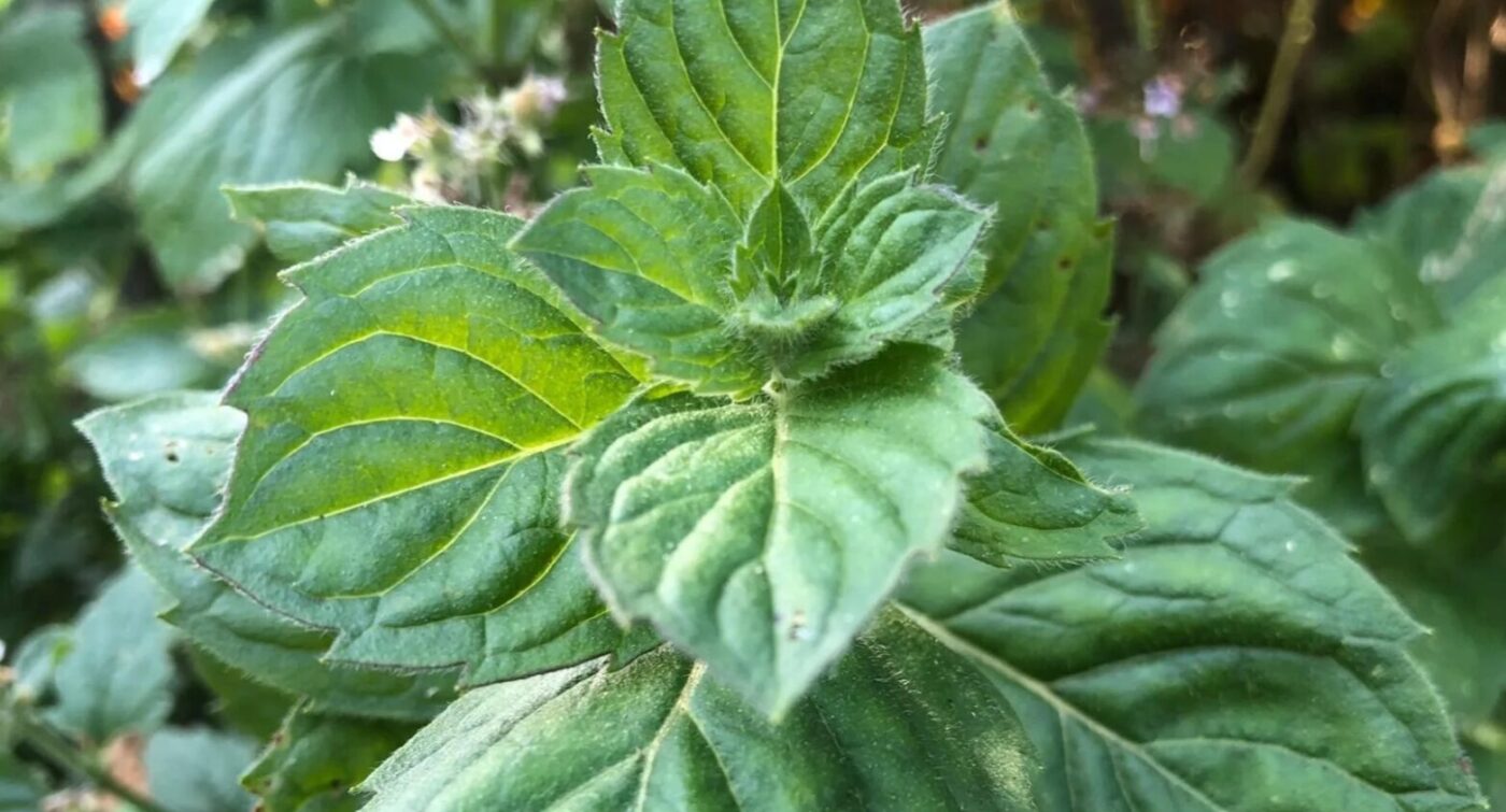 Чи шкодить м’ята ґрунту і чи варто її садити на городі