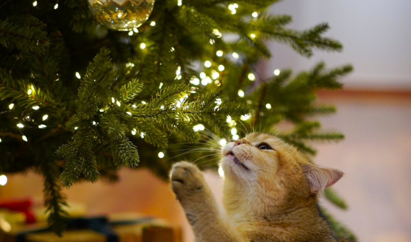 Коли прибирати ялинку 2025-2026: 5 найвдаліших днів, прикмети та традиції