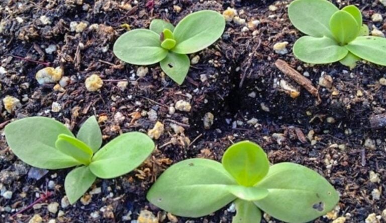 Коли сіяти квіти на розсаду у січні, лютому та березні 2026 року: найкращі дні за місячним календарем