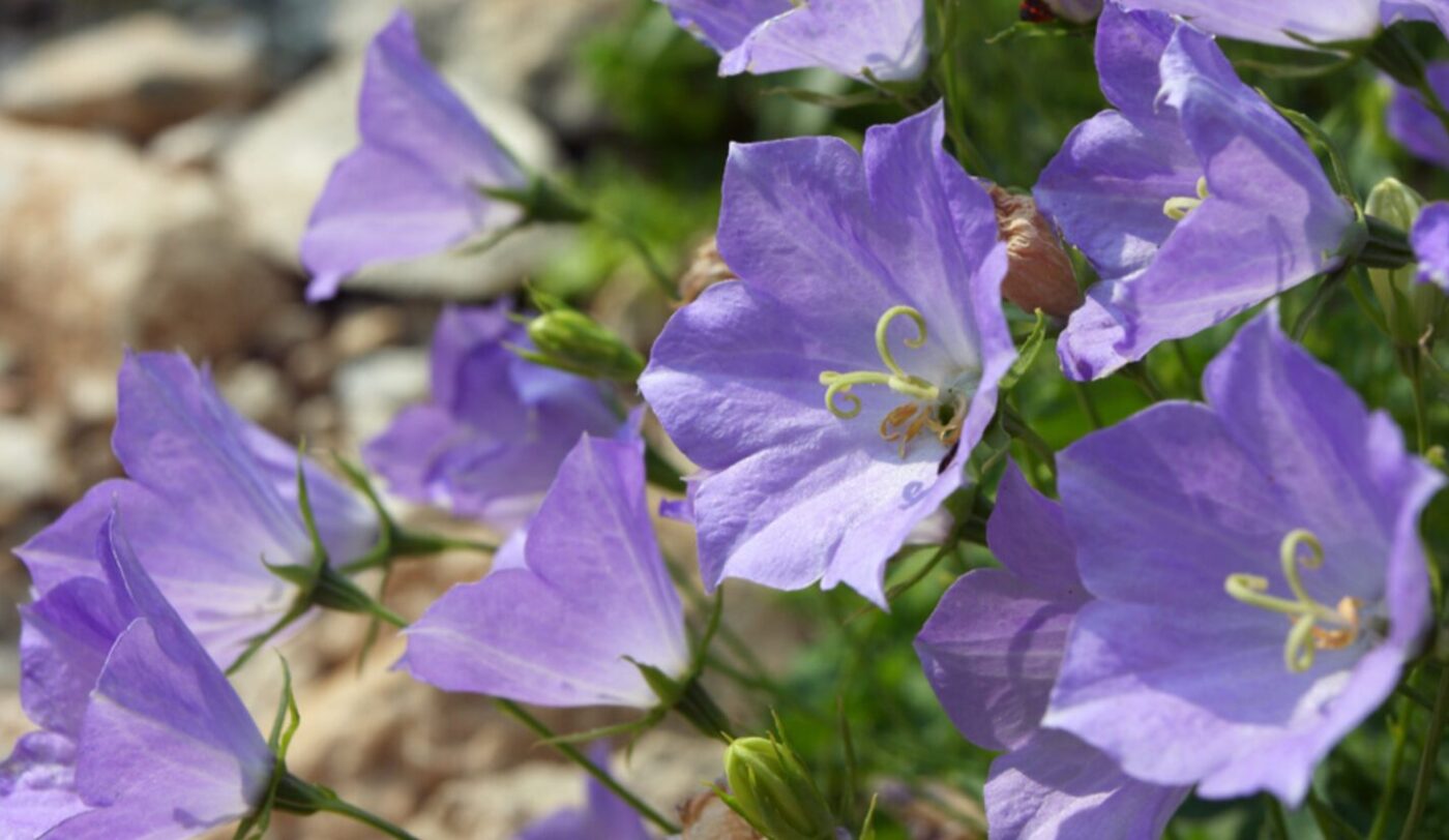 Коли сіяти квіти на розсаду