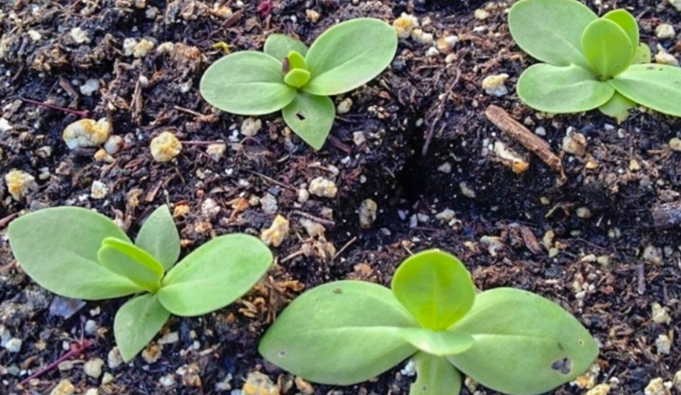 Коли сіяти квіти на розсаду у січні, лютому та березні 2026 року: найкращі дні за місячним календарем