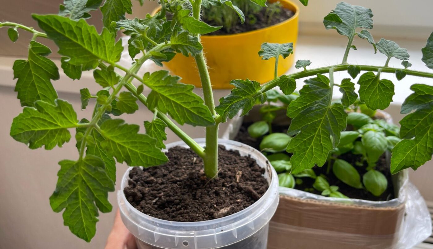 Сію томати тільки в ці найвдаліші дні - і отримую міцну та здорову розсаду