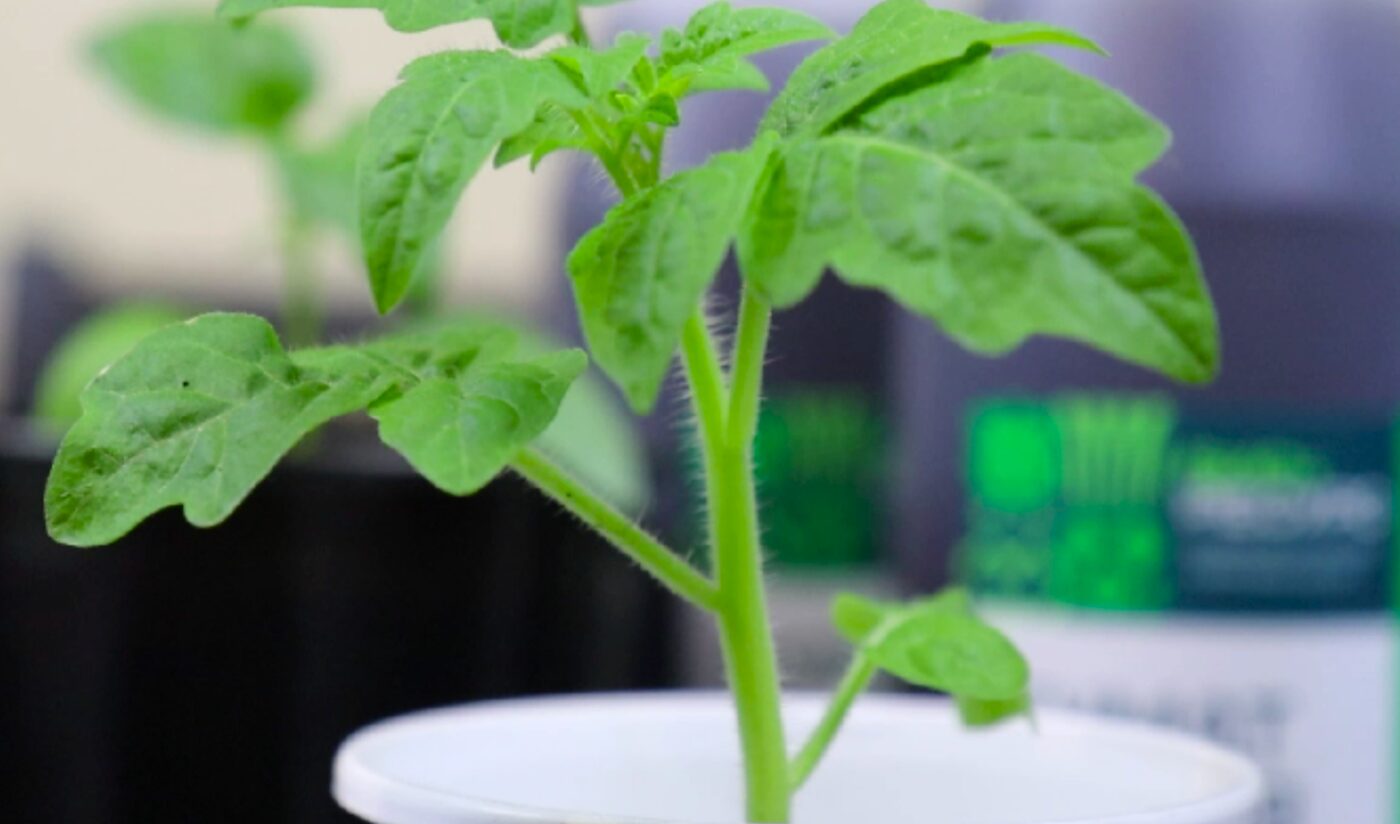 як вирощувати розсаду