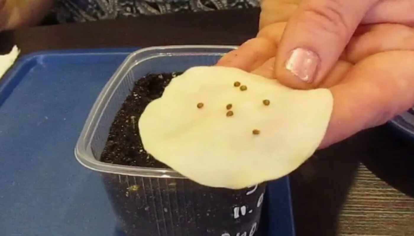 як посадити розсаду