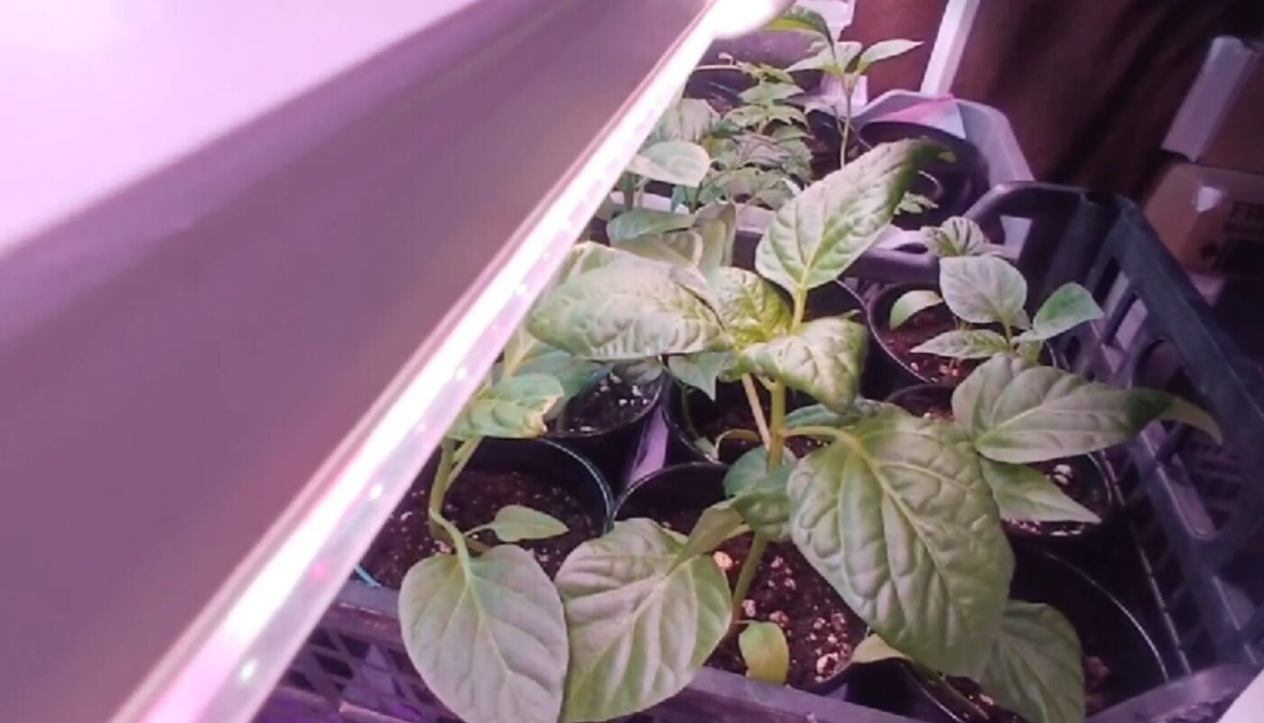 розсада помідорів