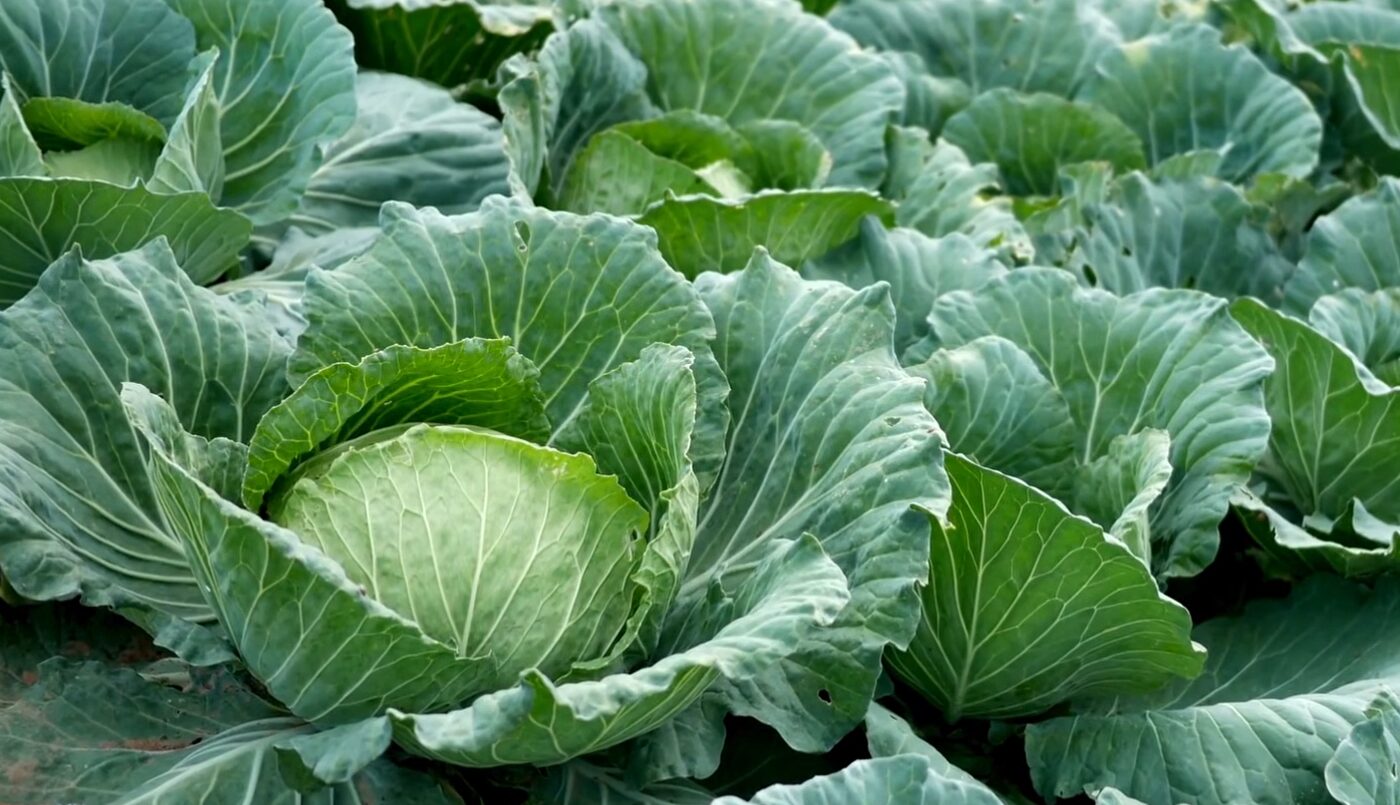 Коли сіяти розсаду на капусту в 2026 році за місячним календарем