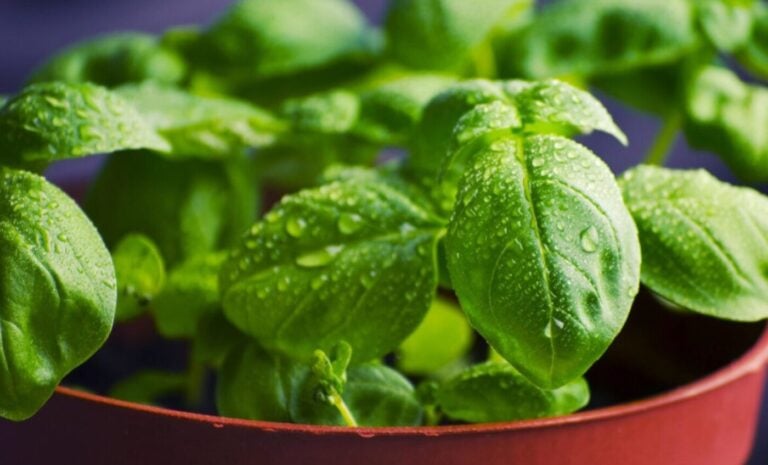 Домашній город на підвіконні: свіжа мікрозелень гороху, крес-салат у білій піалі та зелена цибуля у склянці на фоні сонячного вікна.