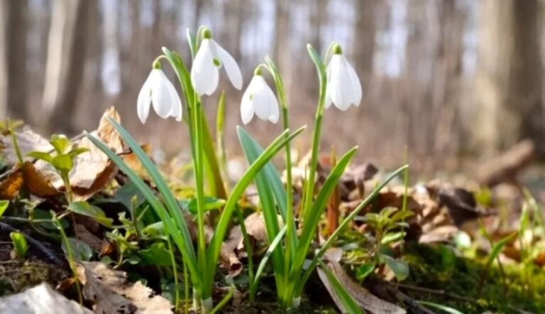 Погода на березень 2026 в Україні: коли прийде справжня весна - синоптики дали прогноз