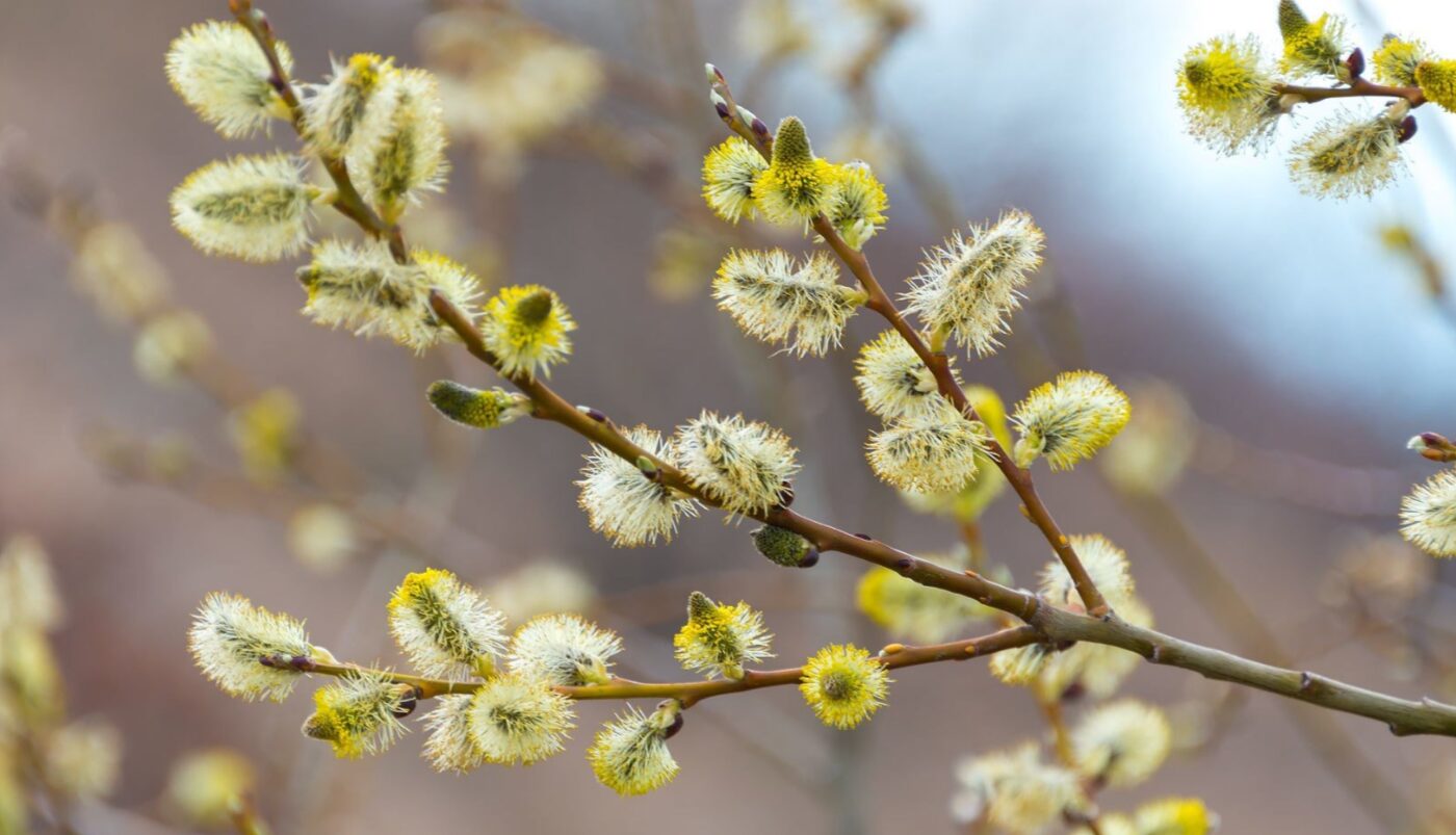 Погода На Березень 2026 Вербна неділя
