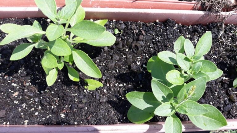 Петунія, віола та ще 3 красуні: повний чек-лист квітникаря на лютий