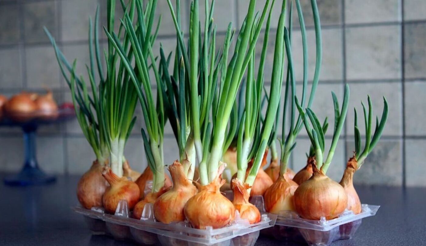 Де цибуля росте швидше: перевіряємо два способи та вибираємо кращий