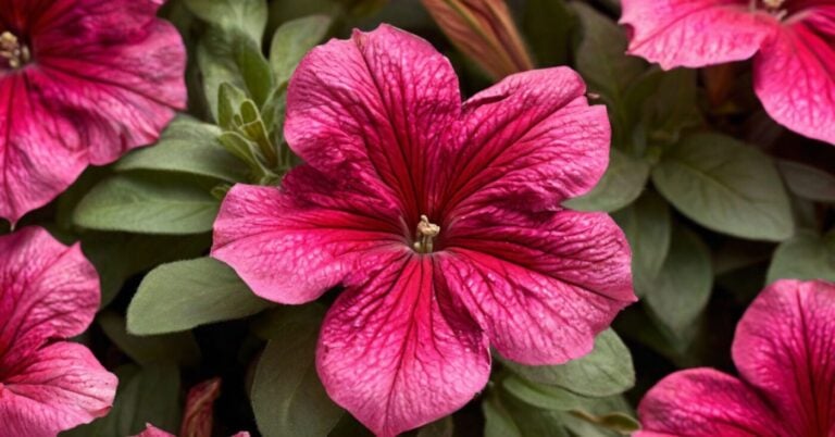 Сусідка заглядатиме через паркан: що я додаю у воду для петуній, щоб вони цвіли до заморозків