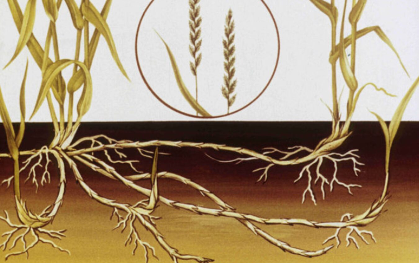 Пирій повзучий: як перемогти "підземного стратега" на вашому городі