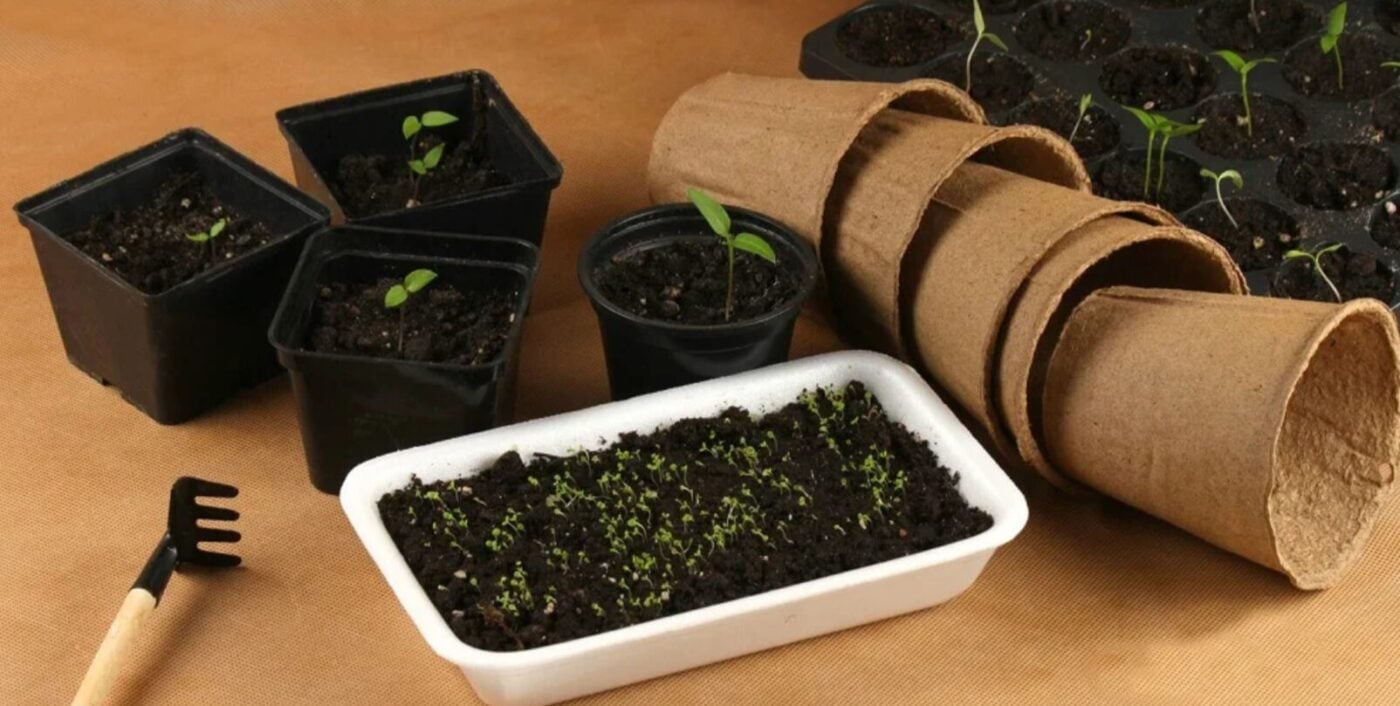 Городній календар на лютий: що обов’язково треба зробити до початку весни