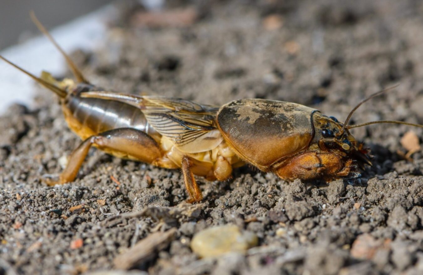 Дротяник та ведмедка забудуть дорогу до вашого городу: що треба зробити вже зараз