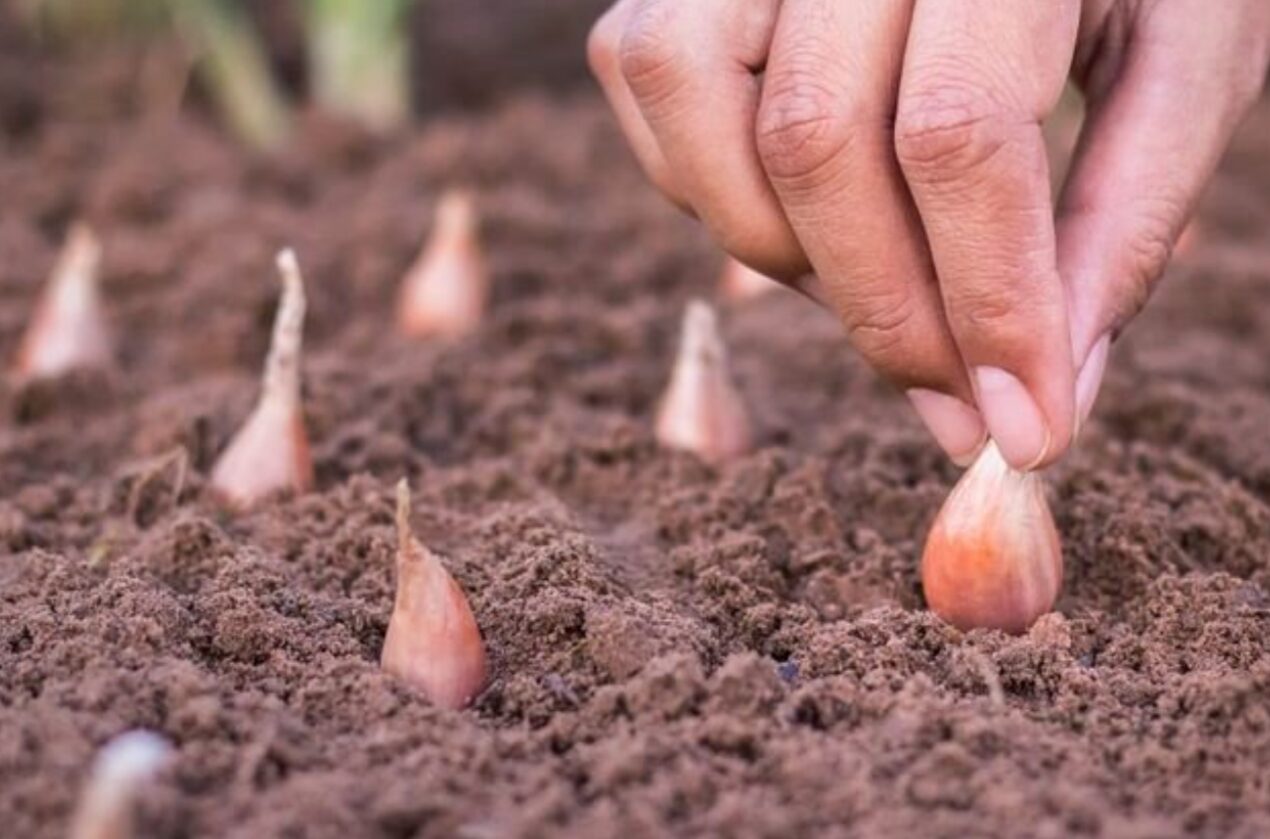 Цибуля виросте з кулак: Коли саме сіяти у 2026 році, щоб не пішла у стрілку?