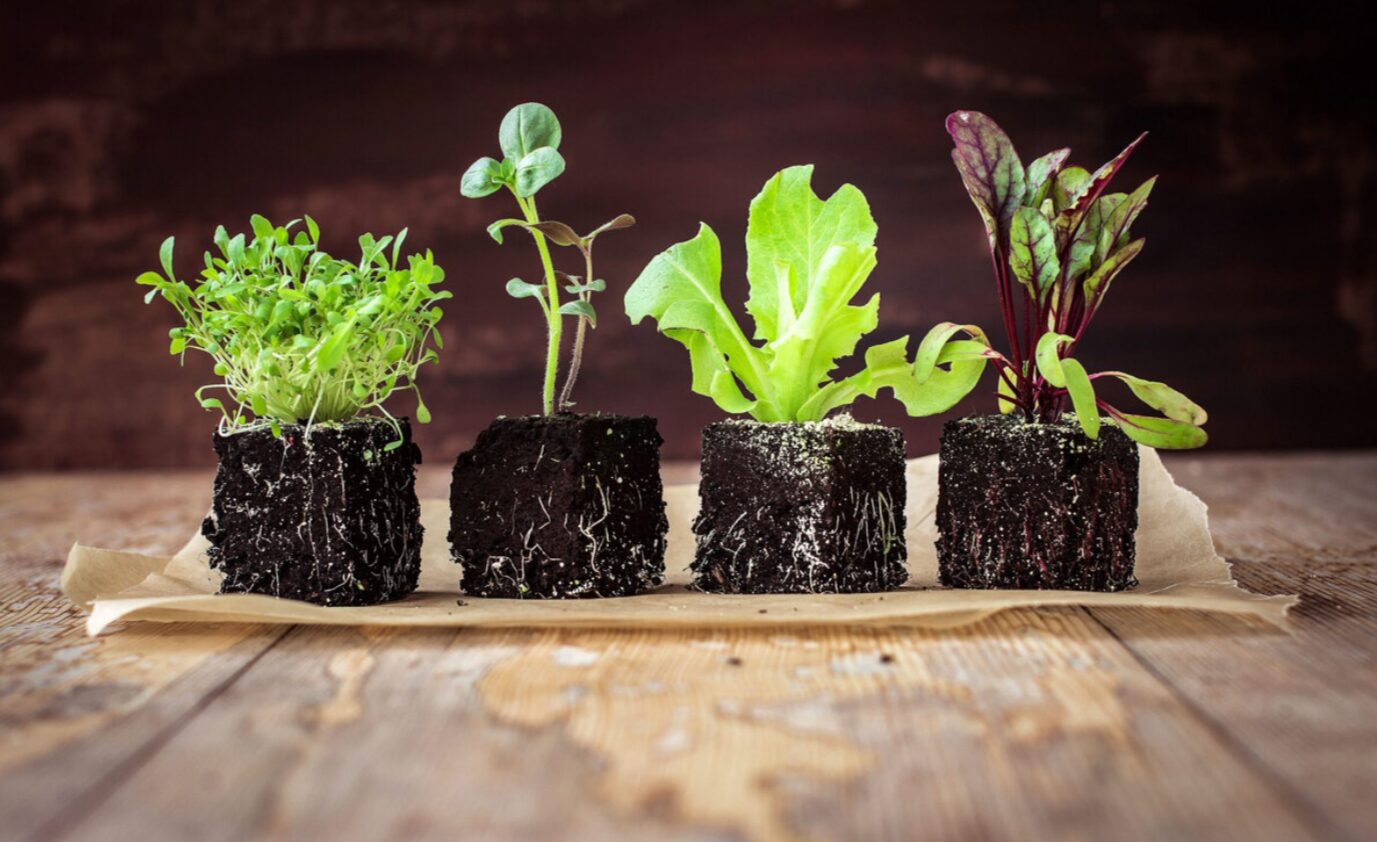 Грибок у розсаді починається тихо: 3 сигнали, які більшість пропускає