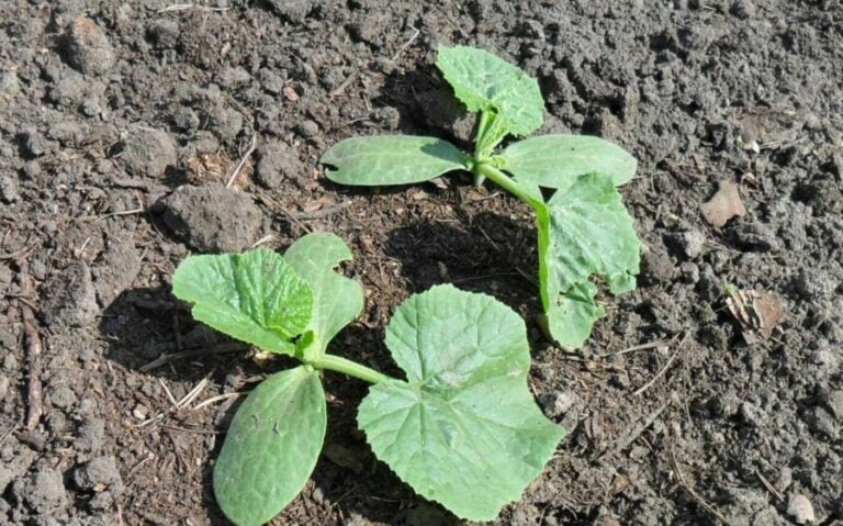 Що покласти в лунку при посадці огірків: 3 секретні добавки для врожаю до самих заморозків