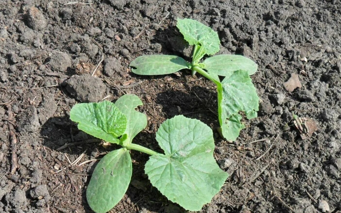 Що покласти в лунку при посадці огірків: 3 секретні добавки для врожаю до самих заморозків