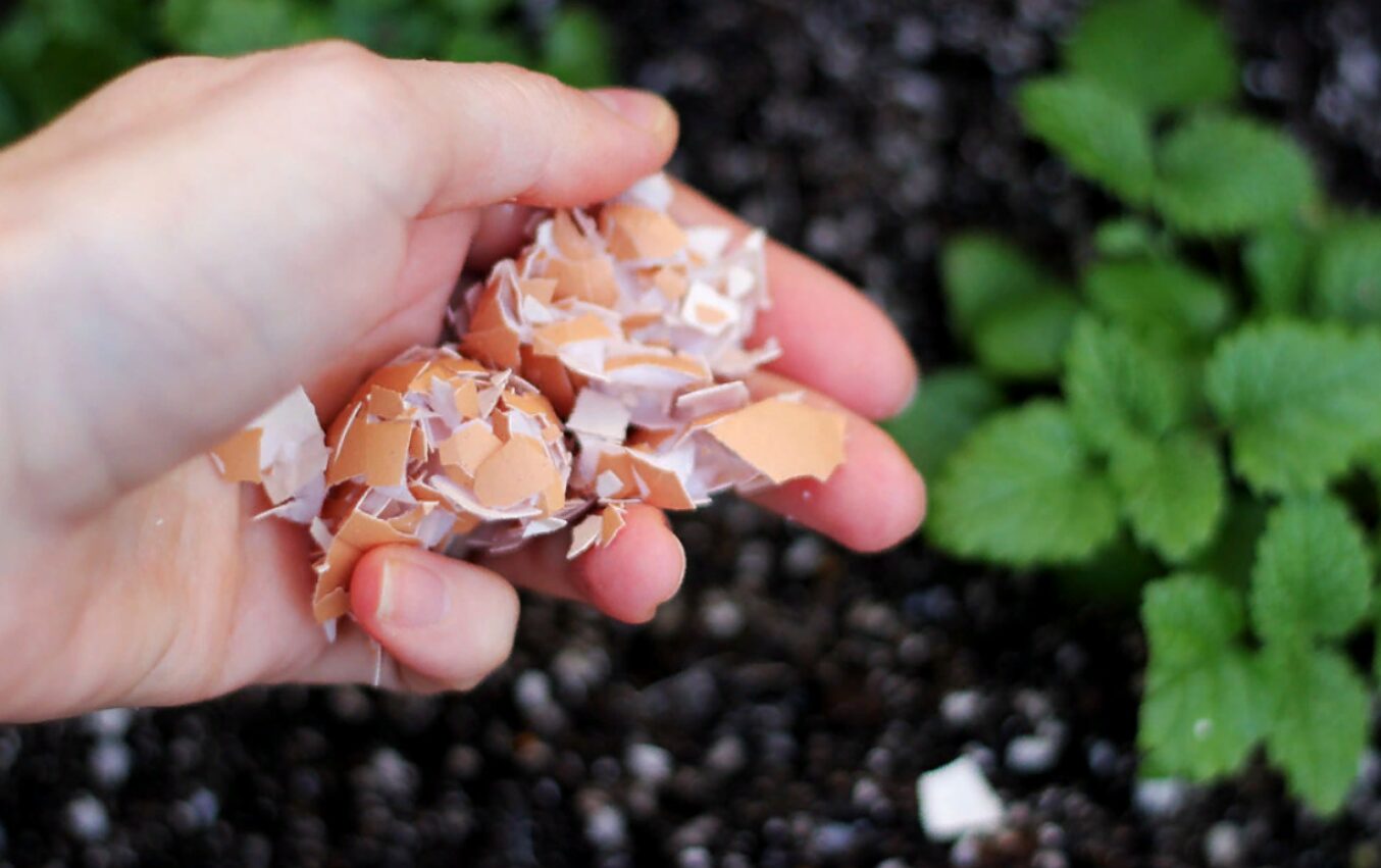 Не викидайте лушпиння цибулі та яєчну шкаралупу: 5 способів застосування на городі