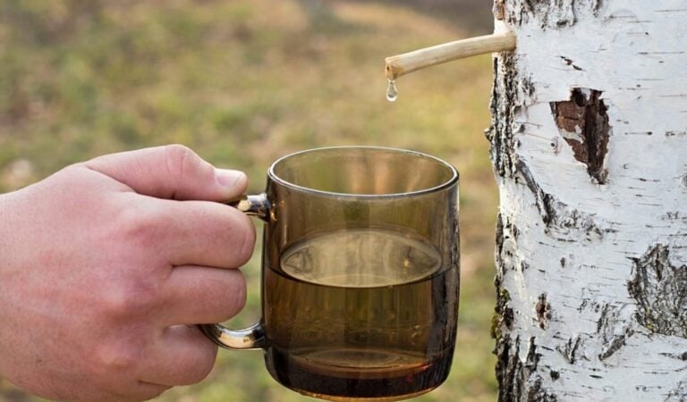 Березовий сік "вижене" все зайве з організму