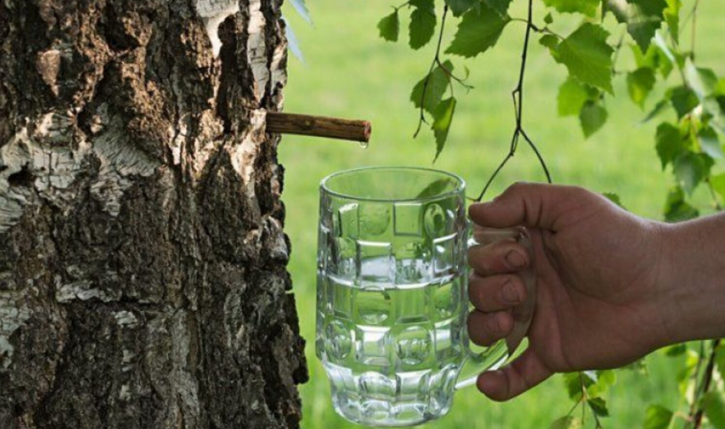 Березовий сік "вижене" все зайве з організму