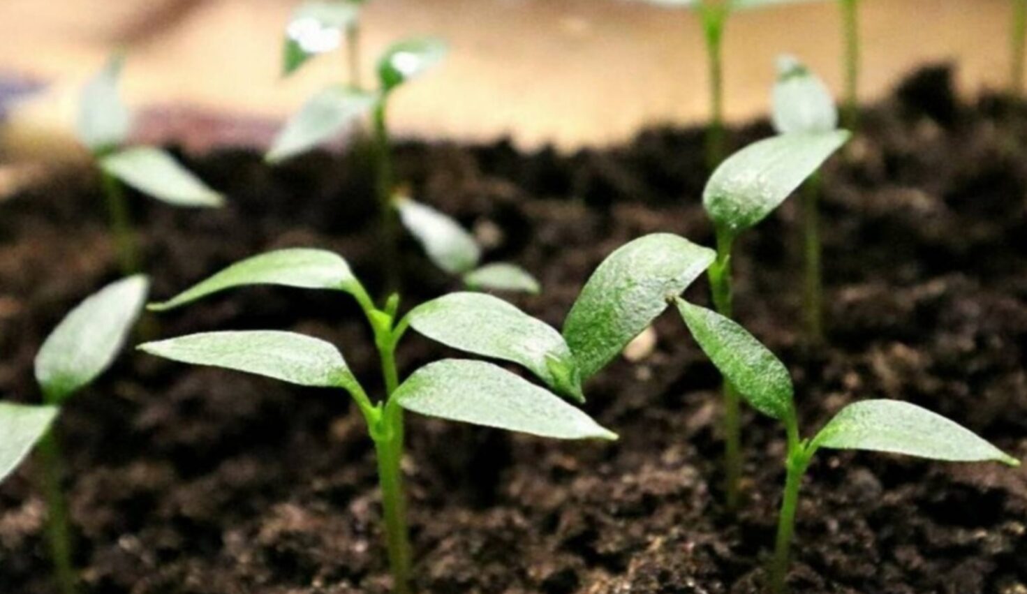 Місячний календар на березень 2026 року: коли сіяти томати та обрізати дерева