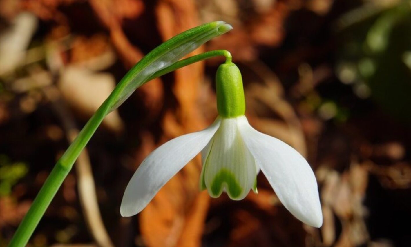 Підсніжники вже на порозі: чому ці крихітні квіти стали символом надії і як виростити їх у себе