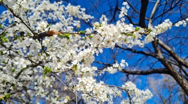 Перші +10°C: що це означає для саду і чи чекати похолодання