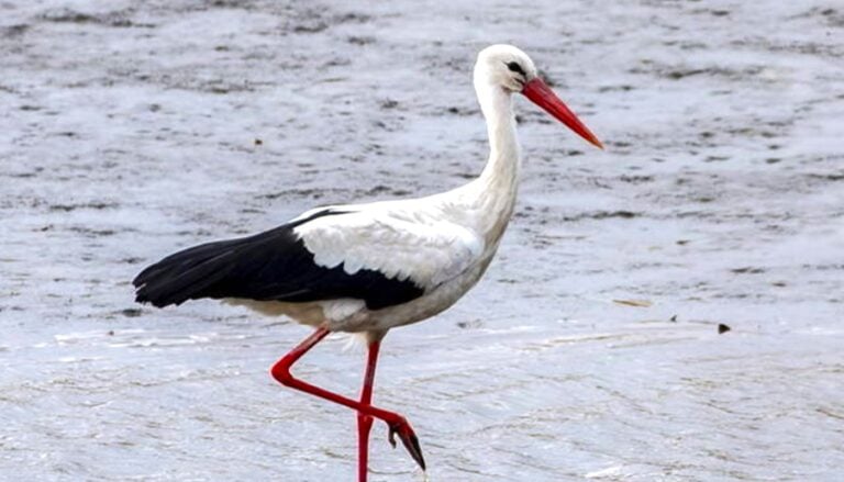 Журавлі вже в дорозі: 3 періоди їхнього прильоту та що це означає