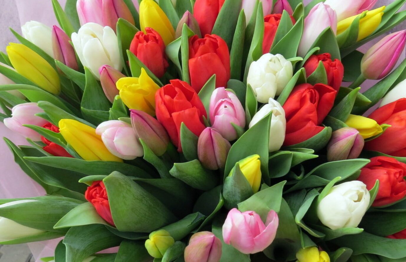 Коли зацвітуть тюльпани у 2026 році: орієнтири, які не підведуть