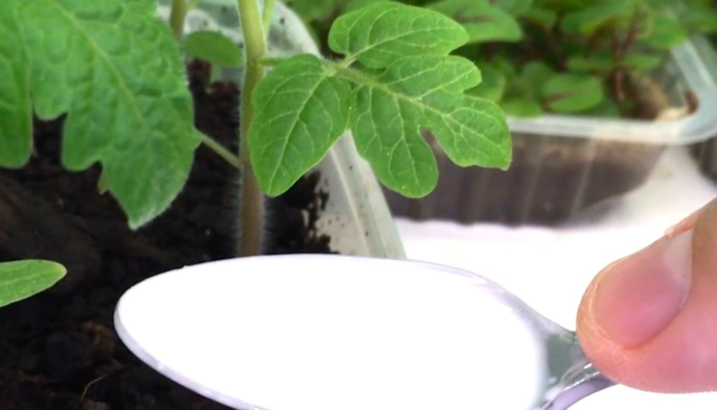 2 ложки і вся розсада скаже "дякую"! Роблю живильне підживлення, поки інші витрачають гроші на добрива