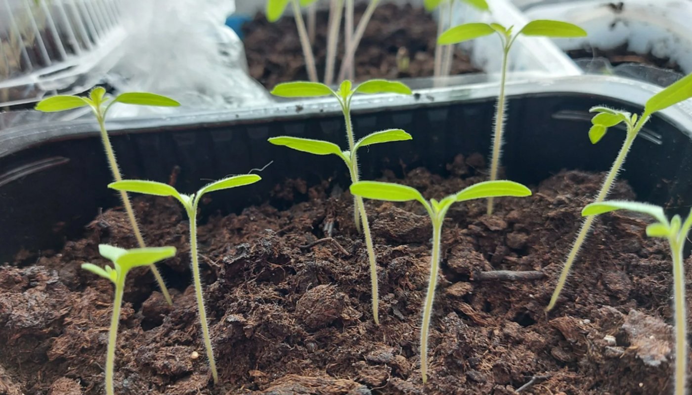 Підживлення розсади з молока