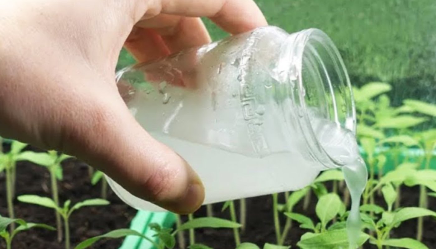 Підживлення розсади з молока