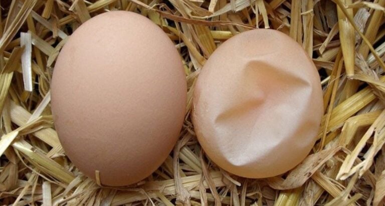 Міцна шкаралупа - здорове яйце: чим годувати курей та як правильно використовувати відходи