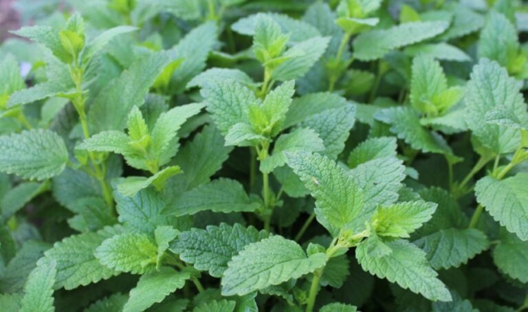 Меліса чи М'ята? Як не купити підробку і не зіпсувати здоров'я