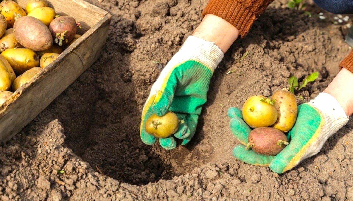 Коли садити картоплю у 2026 році навесні