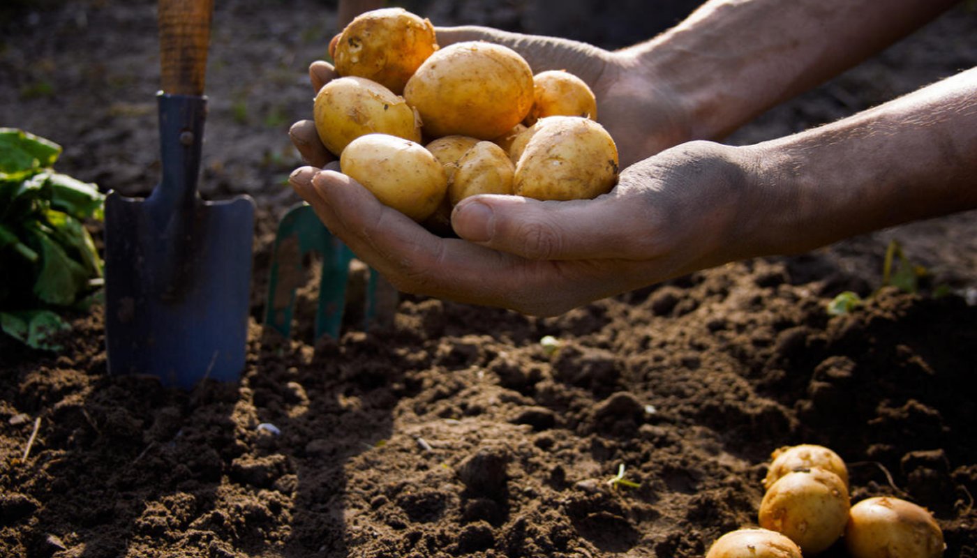 Коли садити картоплю у 2026 році