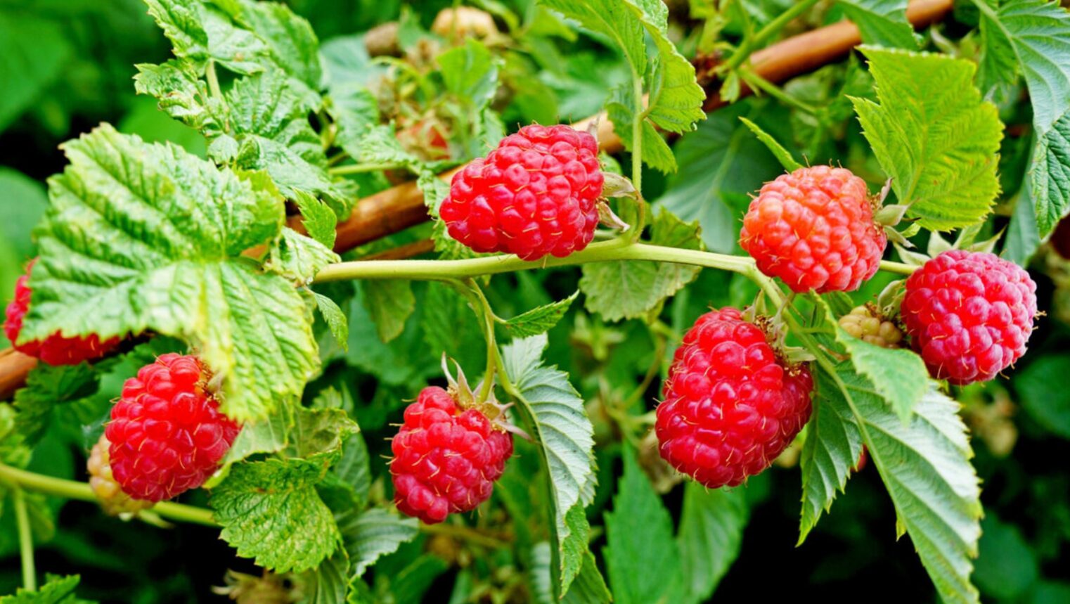 Що зробити з малиною у березні, щоб влітку збирати відра ягід: 5 обов’язкових кроків